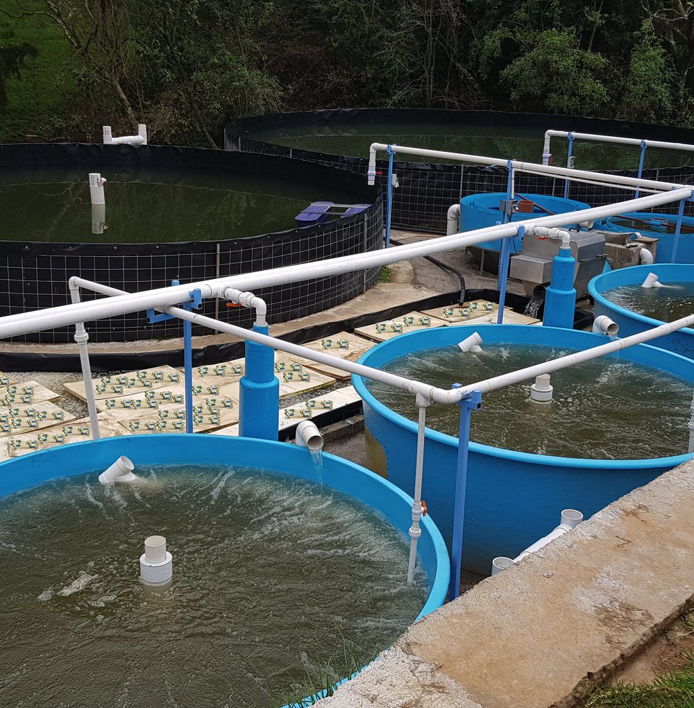 Tanques circulares de recirculación acuícola RAS en granja Bofish