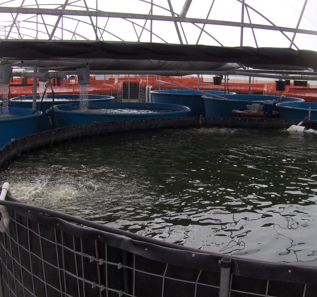 Estanque de producción con peces en sistema acuapónico Bofish
