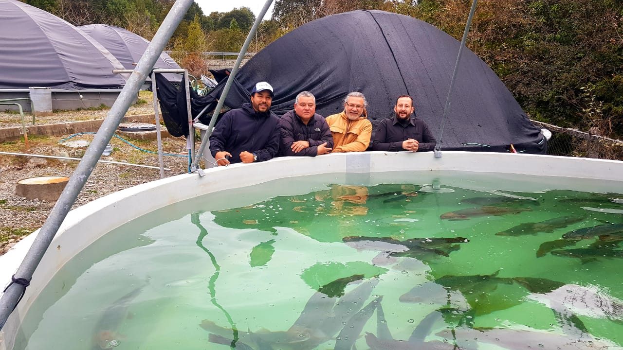 Tanque de recirculación RAS de producción acuícola Bofish