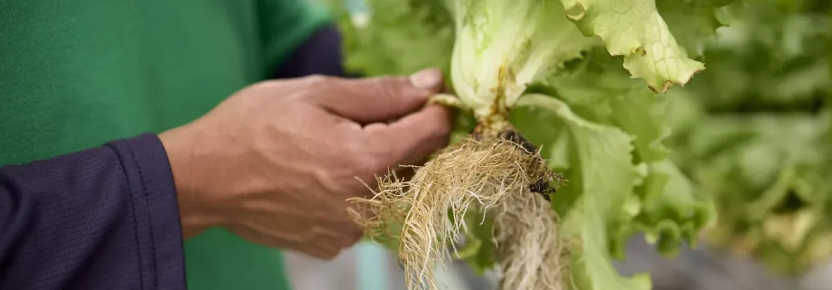 Lechuga hidropónica recién cosechada mostrando raíces blancas y sanas