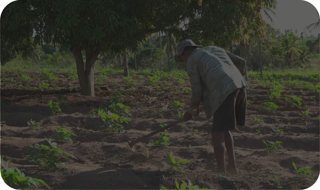 Cultivo en tierra